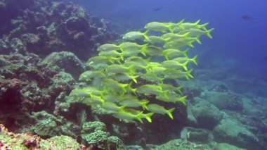 Arka plan sualtı manzara Galapagos Adaları deniz içinde üzerinde balık sürüsü.