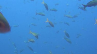 Arka plan sualtı manzara Galapagos Adaları deniz içinde üzerinde balık sürüsü.