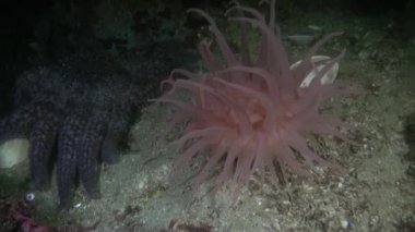 Actinia anemon Alaska okyanus sualtı mercan şaşırtıcı arka plan üzerinde.