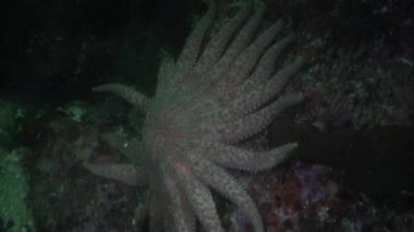 Actinia anemon Alaska okyanus sualtı mercan şaşırtıcı arka plan üzerinde.