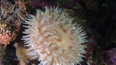 Actinia anemon Alaska okyanus sualtı deniz dibinin şaşırtıcı arka plan üzerinde.