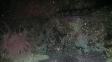 Actinia anemon Alaska okyanus sualtı deniz manzara arka plan üzerinde.