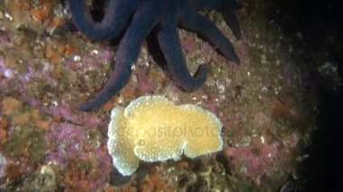 Parlak sarı deniz yaratığı ve Alaska okyanus sualtı deniz yıldızı.