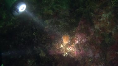 Kamera adam arka plan deniz dibinin sualtı Alaska okyanus feneri ile.