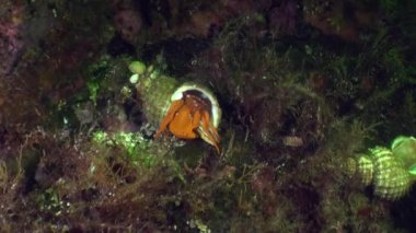 Yengeç kabuğu açık şeffaf deniz dibinin sualtı Alaska okyanus üzerinde gizleme.