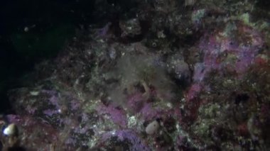 Açık şeffaf deniz dibinin sualtı Alaska okyanus maskeli crab.