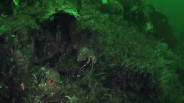 Açık şeffaf yeşil deniz dibinin sualtı Alaska okyanus maskeli crab.