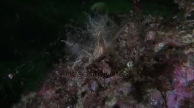 Açık şeffaf deniz dibinin sualtı Alaska okyanus maskeli crab.