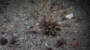 Açık şeffaf deniz dibinin sualtı Alaska okyanus maskeli crab.