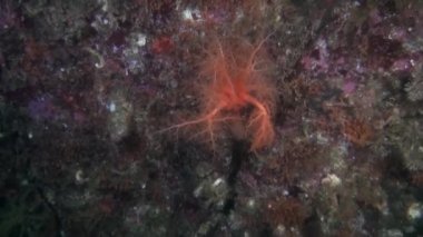 Açık şeffaf deniz dibinin sualtı Alaska okyanus maskeli crab.