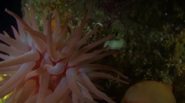 Narin pembe actinia anemon sualtı Alaska okyanus.