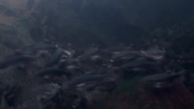Somon balığı sürüsü sualtı okyanus Alaska spawn için balık yüzmek.