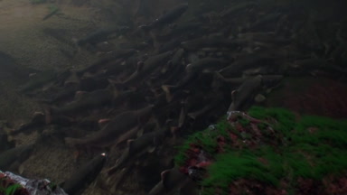 Somon balığı sürüsü sualtı okyanus Alaska spawn için balık yüzmek.