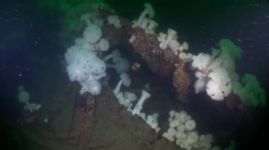 Alaska okyanus sualtı deniz dibinin üzerinde çöp.