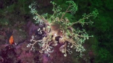 Gorgon deniz Alaska okyanus sualtı manzara arka plan üzerinde.