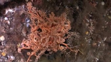 Gorgon deniz Alaska okyanus dibinin su altında arka plan üzerinde.