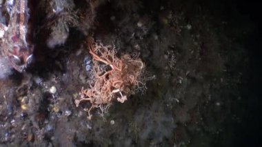 Gorgon deniz Alaska okyanus dibinin su altında arka plan üzerinde.