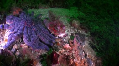 İlginç benzersiz balık ve Alaska okyanus sualtı deniz yıldızı.