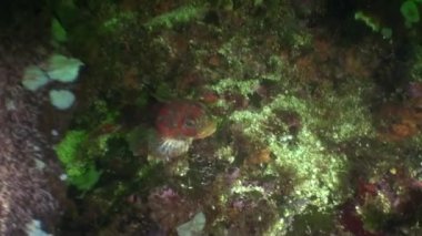 Su altında okyanus Alaska maskeli ilginç benzersiz balık.