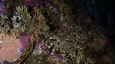 Maskeli Yengeç sualtı Alaska okyanus yiyecek bulmak.