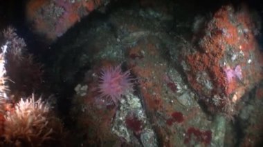 Açık şeffaf deniz dibinin sualtı Alaska okyanus.