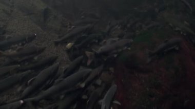 Somon balık sürüsü Yüzme sualtı okyanus Alaska yumurtlamaya.
