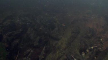Somon balık sürüsü Yüzme sualtı okyanus Alaska yumurtlamaya.