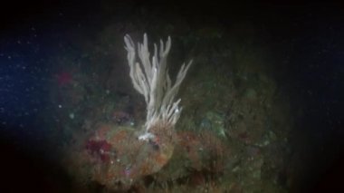 Alaska okyanus sualtı deniz manzara.