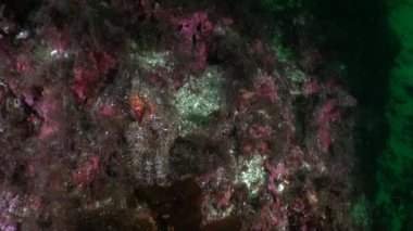 Alaska okyanus sualtı deniz manzara.