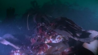 Alaska okyanus sualtı deniz manzara.