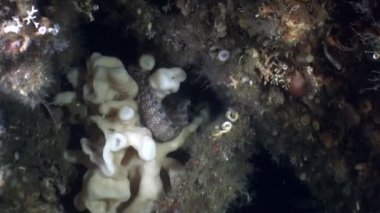 Deniz yaşamını Alaska okyanus sualtı manzara arka plan üzerinde.