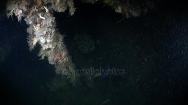 Deniz yaşamını Alaska okyanus sualtı manzara arka plan üzerinde.