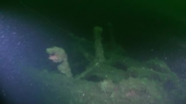 Alaska okyanus sualtı deniz dibinin.