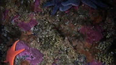 Deniz yıldızı ve Alaska okyanus dibinin su altında arka plan üzerinde maskeli Yengeç.