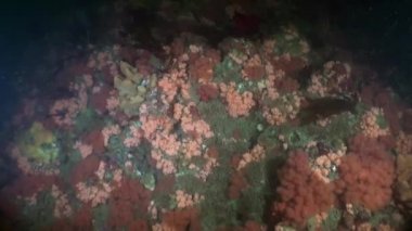 Alaska okyanus sualtı benzersiz renkli deniz manzara.