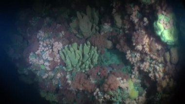 Alaska okyanus sualtı benzersiz renkli deniz manzara.