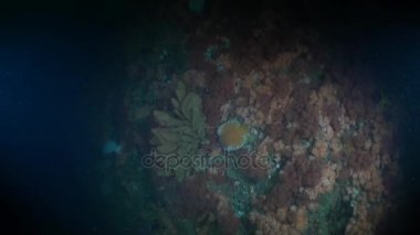 Alaska okyanus sualtı benzersiz renkli deniz manzara.