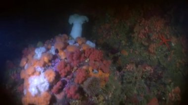 Alaska okyanus sualtı benzersiz renkli deniz manzara.