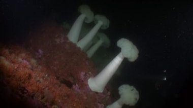 Alaska okyanus dibinin su altında arka plan üzerinde beyaz actinia anemon.