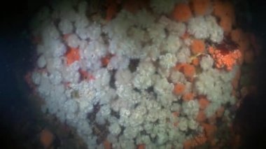 Alaska okyanus dibinin su altında arka plan üzerinde beyaz actinia anemon.