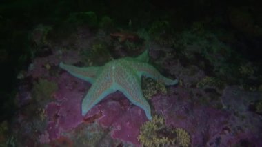 Noktalar denizyıldızı Alaska okyanus dibinin su altında arka plan üzerinde beyaz.