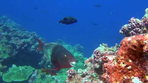 School of fish on background underwater corals in deep sea of Galapagos Islands. — Stock Video