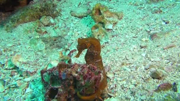 Seepferdchen unter Wasser auf sandigem Grund auf den Galapagos-Inseln. — Stockvideo