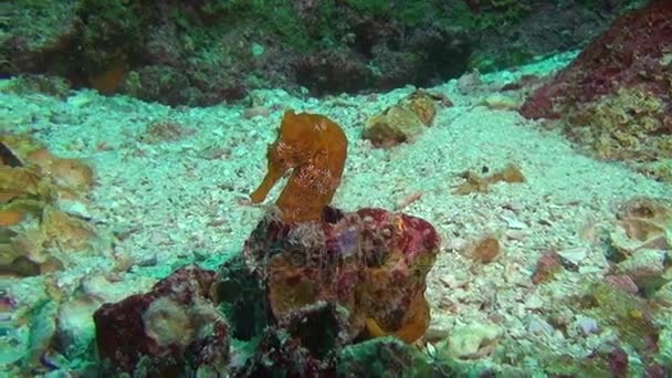 Sea horse under vattnet på röd korall av sandbotten på Galapagosöarna. — Stockvideo