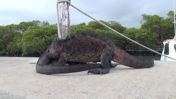 Two Galapagos iguanas fighting on the wharf on Santa Cruz Island. — Stock Video