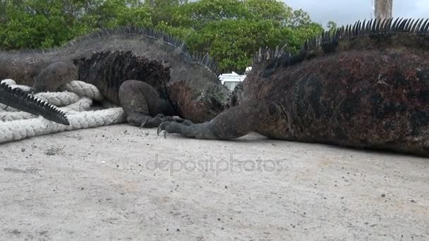 Twee Galápagos leguanen vechten op de kade op Santa Cruz eiland. — Stockvideo