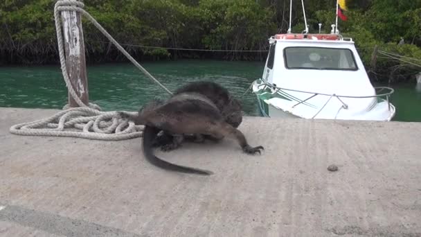 Two Galapagos iguanas on background of sea and boat on Santa Cruz Island. — Stock Video