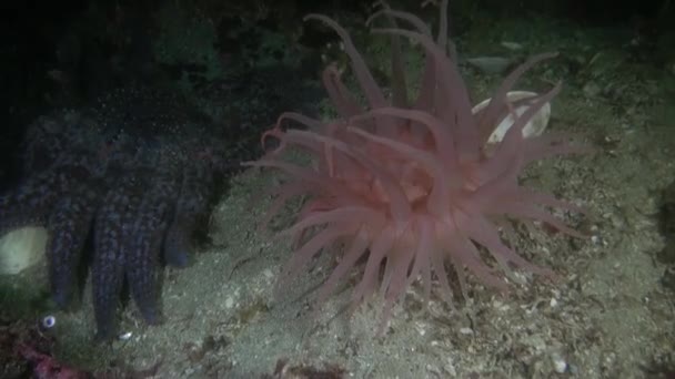 Actinia anémone sur fond coraux étonnants sous l'eau dans l'océan de l'Alaska .