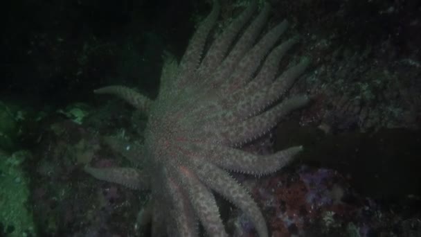 Actinia anemone on background amazing corals underwater in ocean of Alaska. — Stock Video