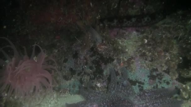 Anêmona Actinia no fundo da paisagem marinha subaquática no oceano do Alasca . — Vídeo de Stock